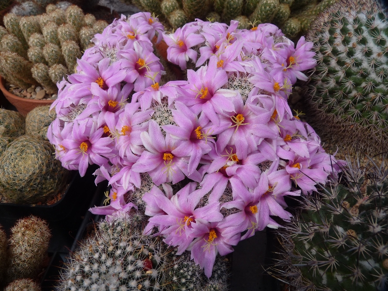 mammillaria-booli-2