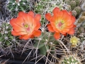 echinocereus-triglochydiatus