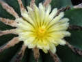 ferocactus-schvarzii
