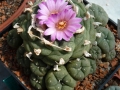 lophophora-wiliamsii-2