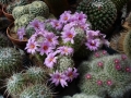 mammillaria-booli