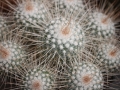 mammillaria-gemnispina-2