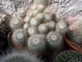 mammillaria-gemnispina