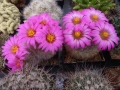 mammillaria-guelzoviana-2