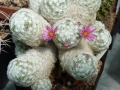 mammillaria-humboltii