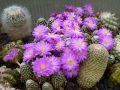 mammillaria-lutey