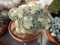 mammillaria-shideana