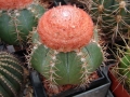 melocactus-matanzanus